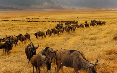 5 Days Masai Mara Honeymoon Safari Holiday